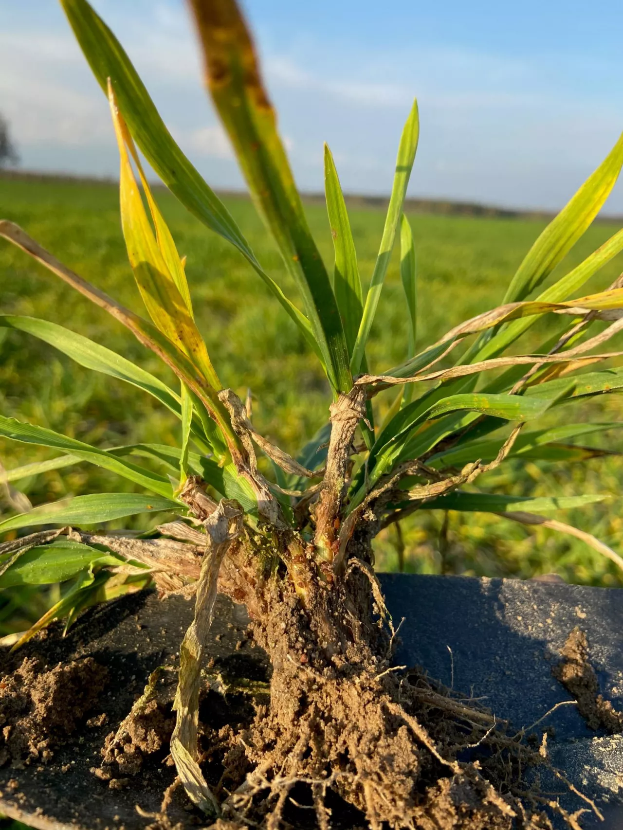 Pałecznica zbóż i traw na jęczmieniu 