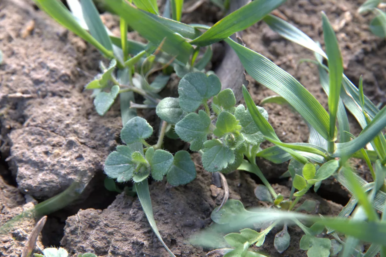 przetacznik fiołek w pszenicy na wiosnę