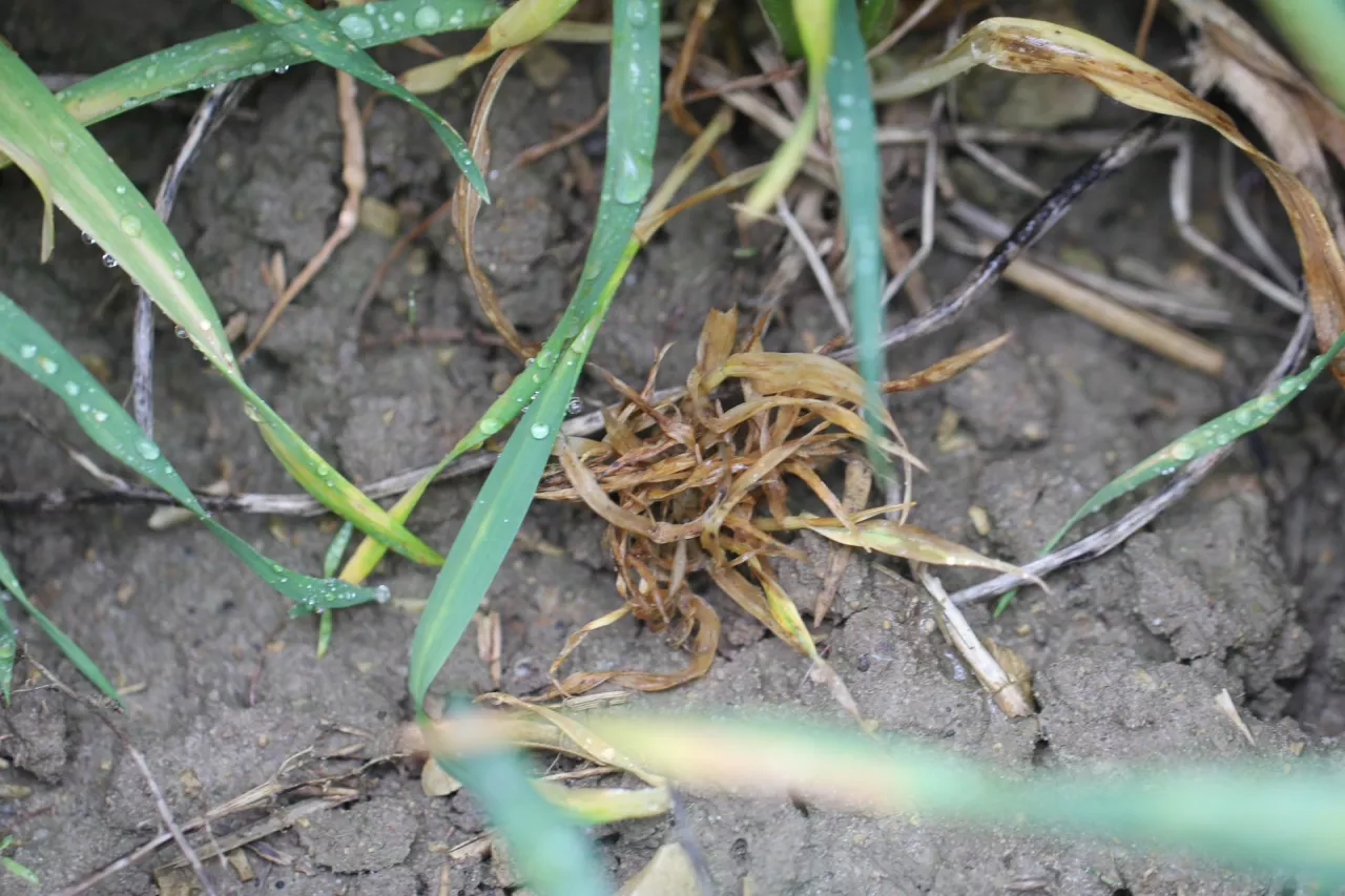 Barley Yellow Dwarf Virus Żółta karłowatość jęczmienia na pszenicy