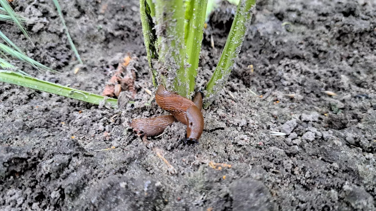 ślimak buraki