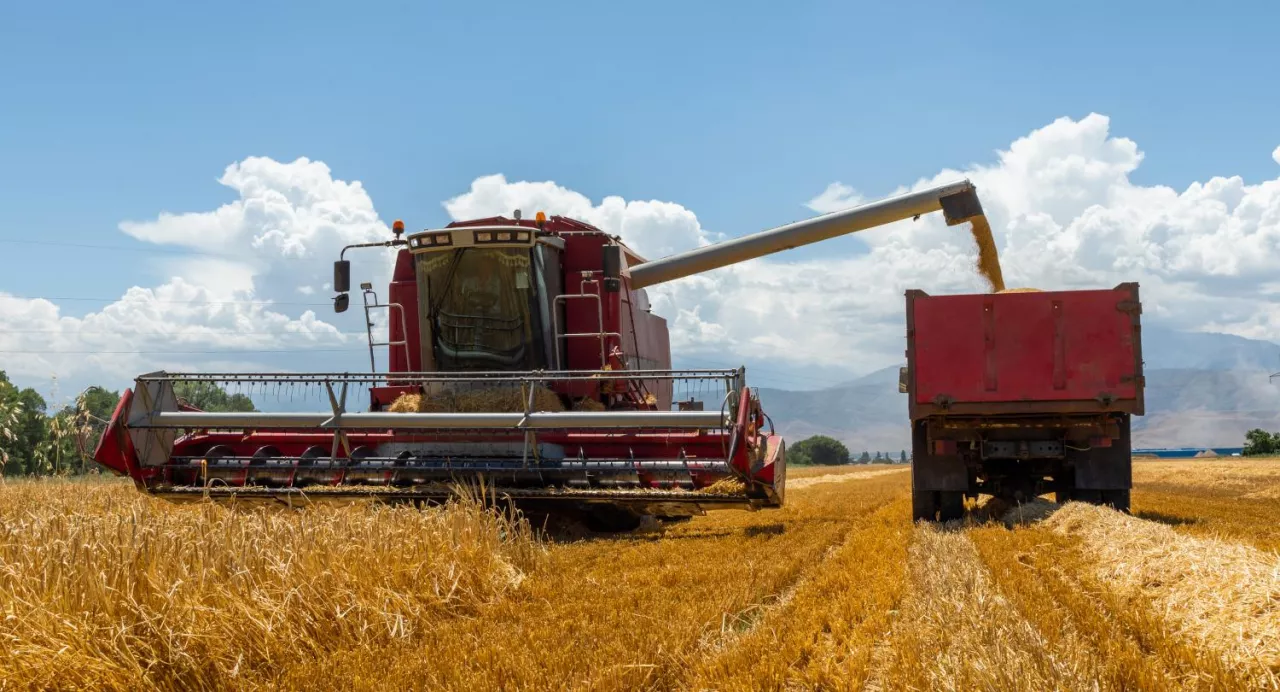 Kombajn zbożowy rozładowuje pszenicę do ciężarówki na polu
