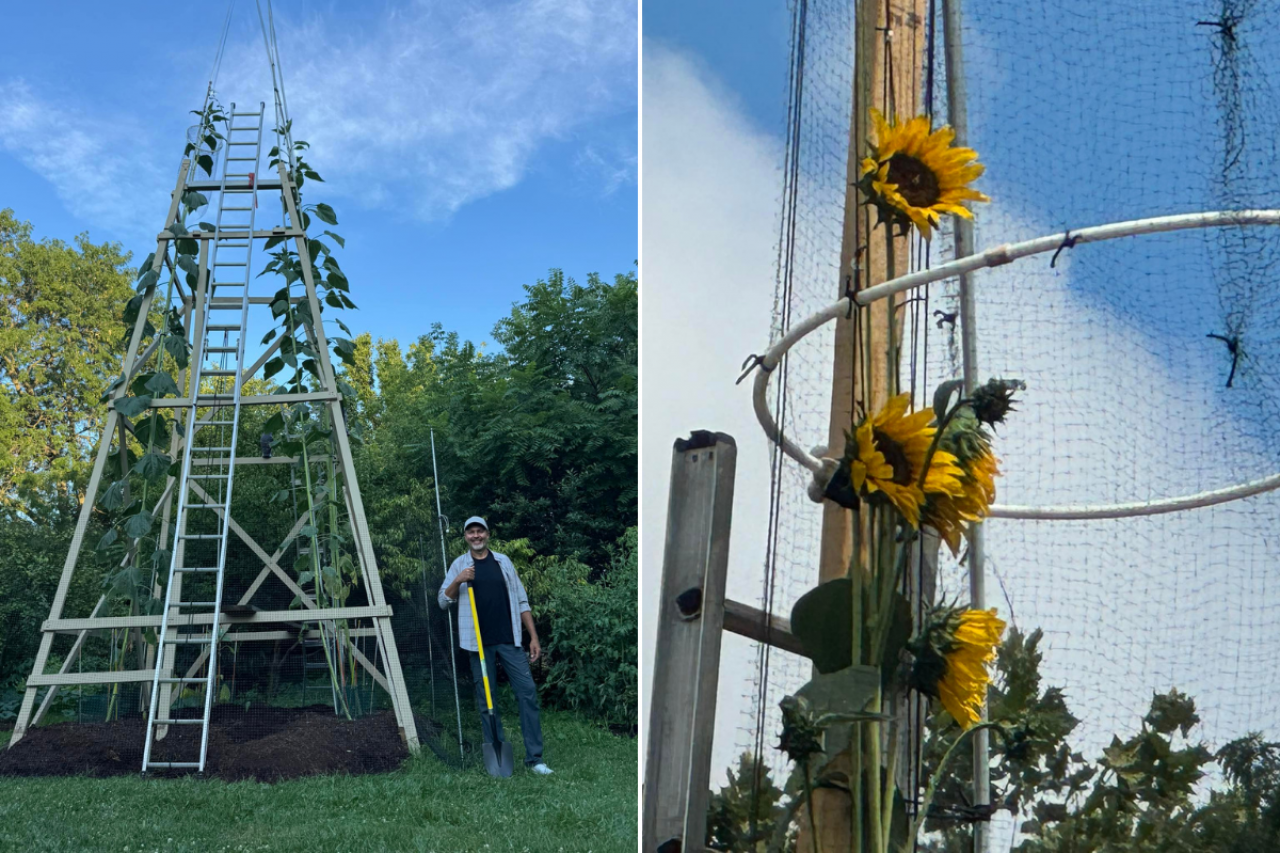 Najwyższy słonecznik na świecie