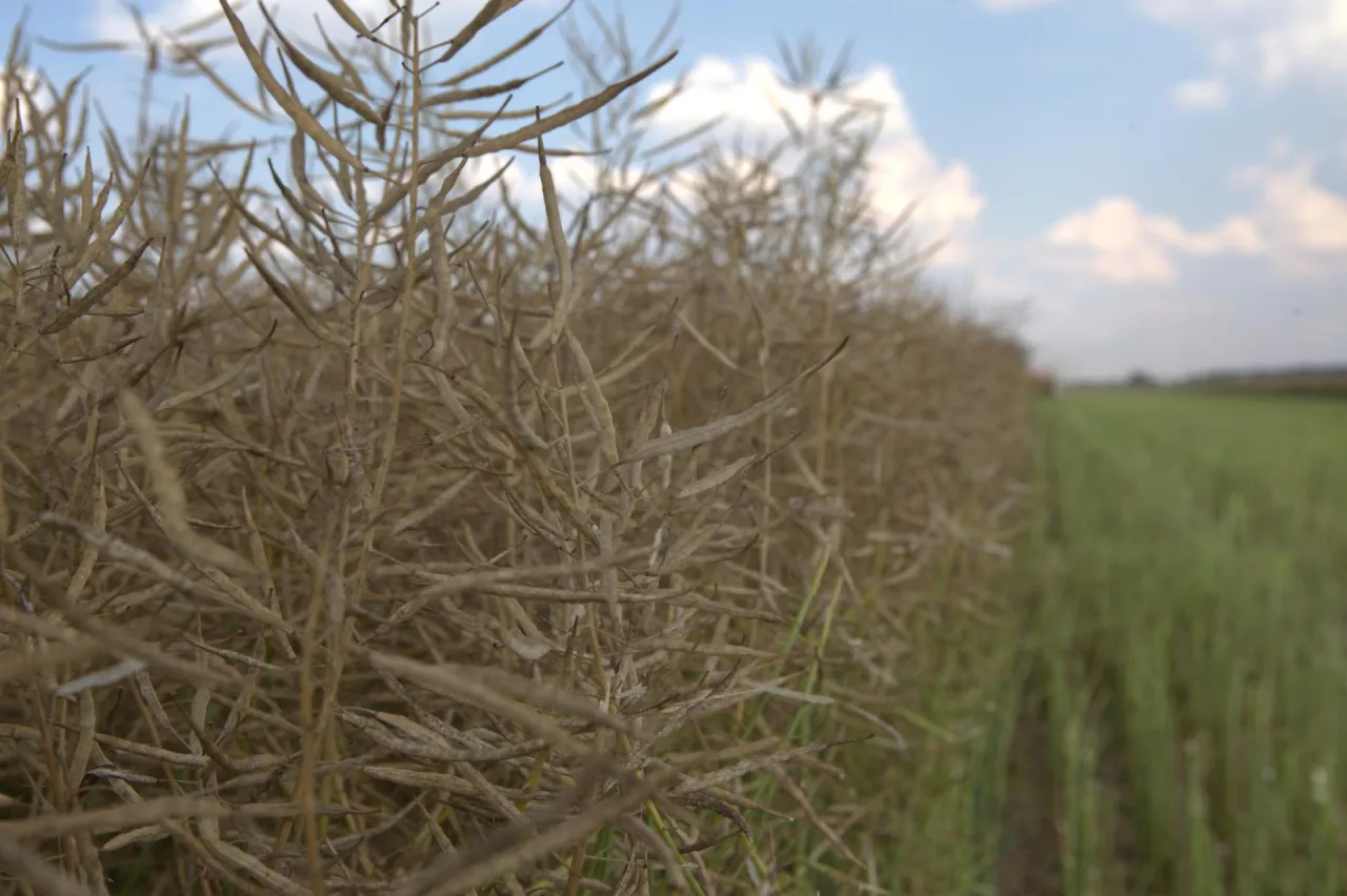 Rzepak gotowy do zbioru