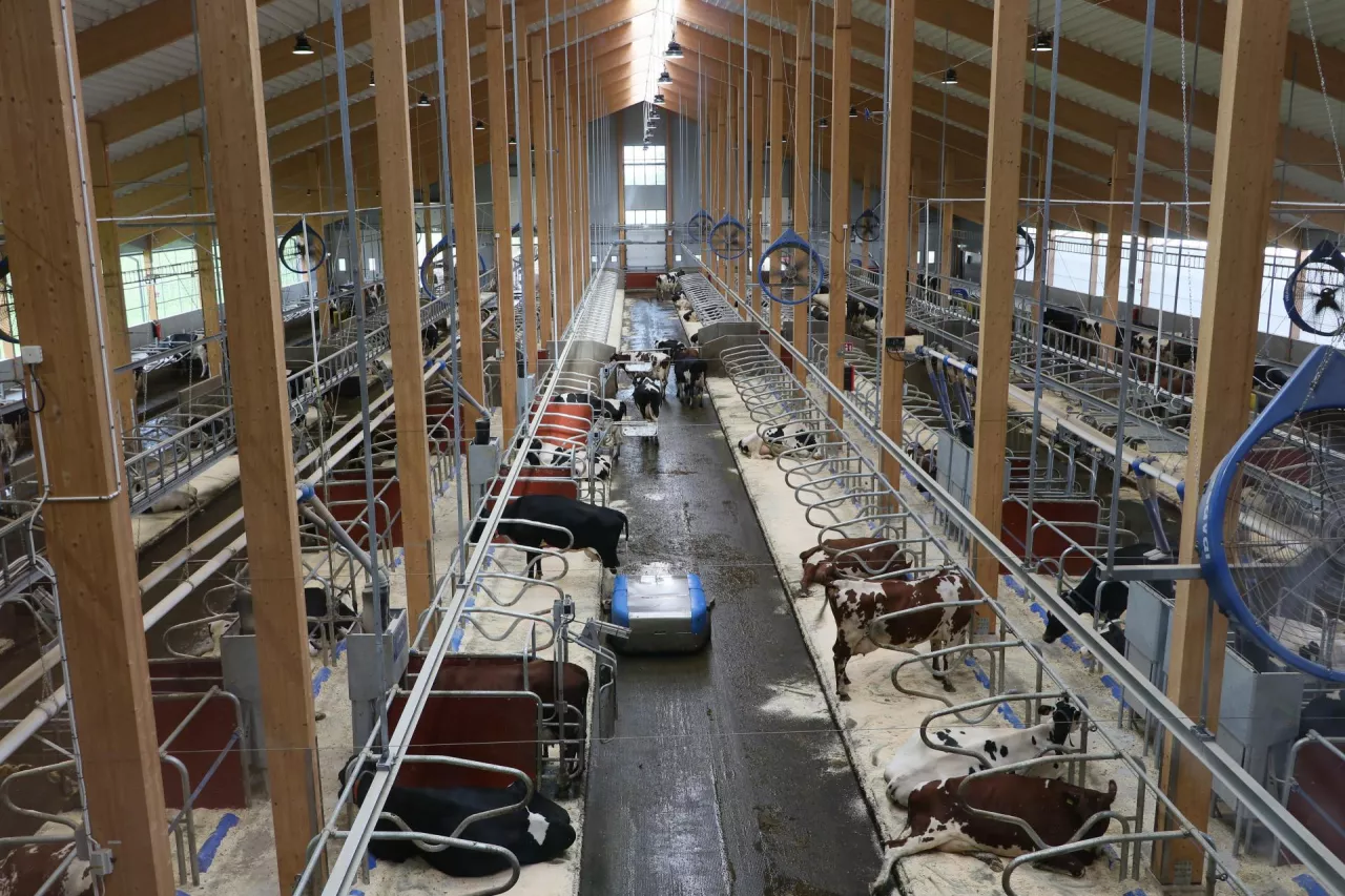 Obora Hamra Farm firmy DeLaval w Szwecji