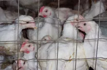 Białe kurczęta w systemie klatkowym, za siatką metalową.