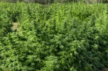 Rolnik odkrył marihuanę na polu kukurydzy. Co trzeba zrobić w takiej sytuacji?