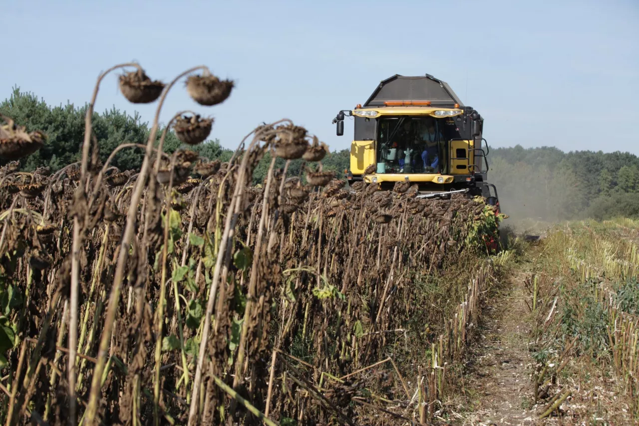 Zbiory słonecznika, żniwa, słonecznik