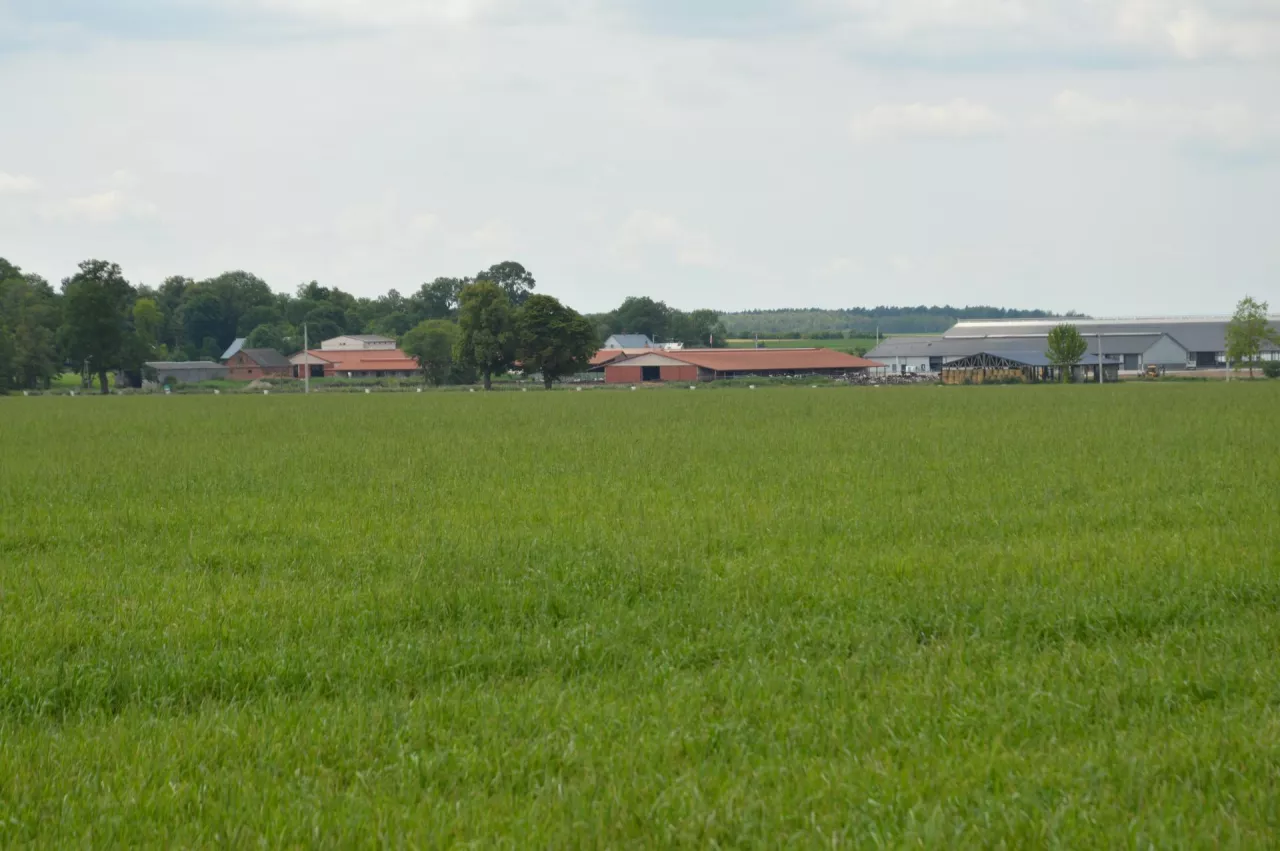 Dochód z 1 ha przeliczeniowego bardzo wysoki mimo kryzysu