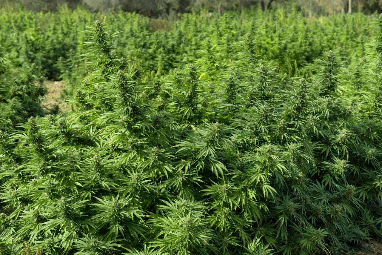 Rolnik odkrył marihuanę na polu kukurydzy. Co trzeba zrobić w takiej sytuacji?