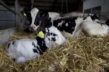 poród, cielak, krowa