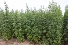 Uprawa konopi w Polsce – kiedy jest legalna?