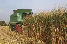Kukurydza jeszcze zielona, a już koszona