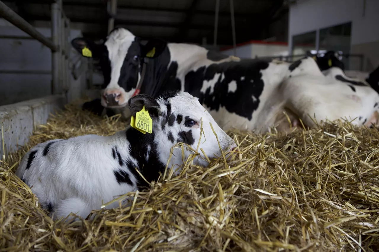 poród, cielak, krowa