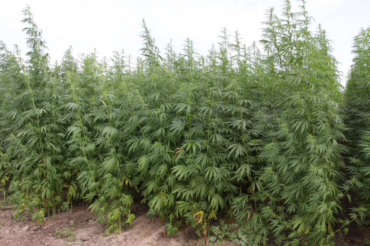 Uprawa konopi w Polsce – kiedy jest legalna?