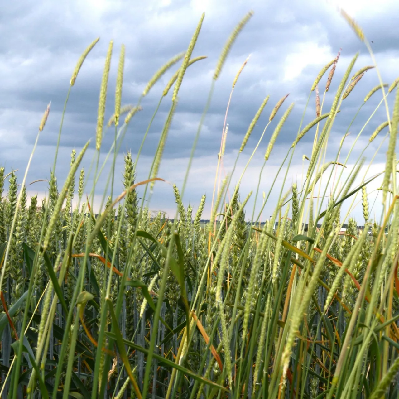 wyczyniec polny, chwasty jednoliścienne w zbożach