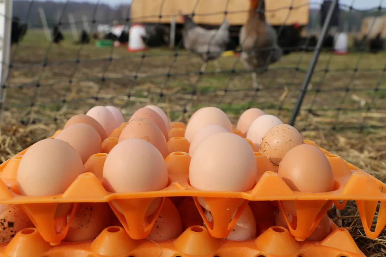 jaja pastwiskowe, lubuskie angusowo, kury na pastwisku