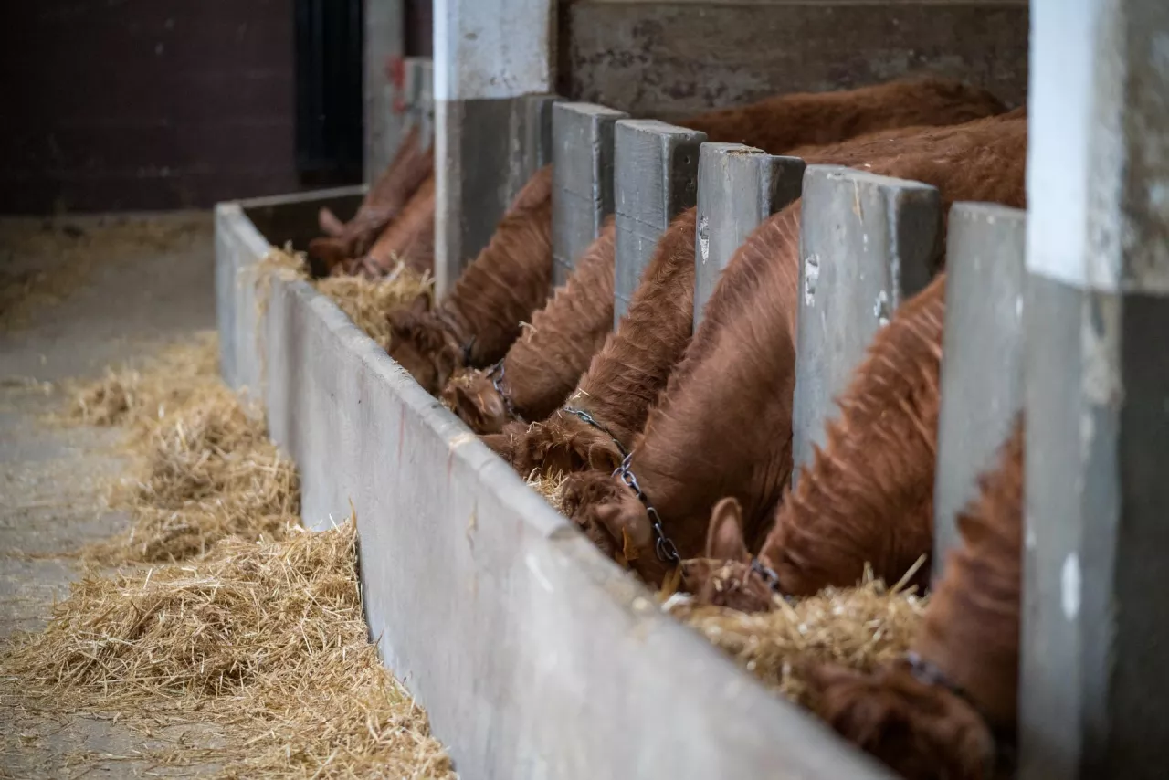 Several limousin cattle are eating hay in a barn stall, demonstrating modern livestock farming practices