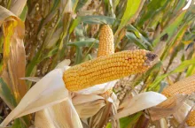 kukurydza uprawa na ziarno, kolba kukurydzy