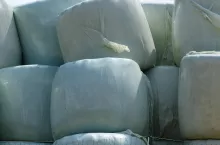 folia kiszonkarska, bele