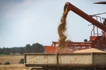 Strumień zboża wysypywany z rury rozładunkowej do naczepy ciężarówki na polu w trakcie żniw. Widoczny fragment starego kombajnu i zardzewiała burta przyczepy.