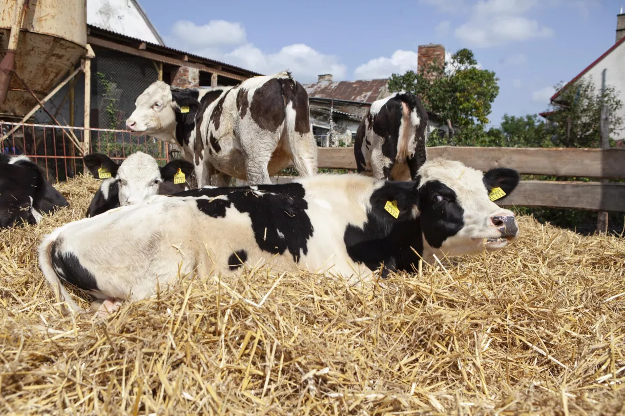 Cielęta na wybiegu leżące na słomie