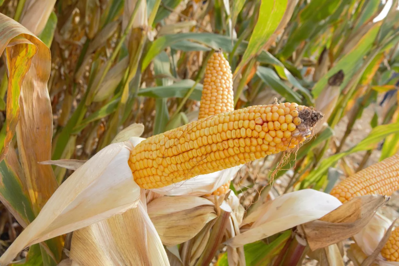 kukurydza uprawa na ziarno, kolba kukurydzy