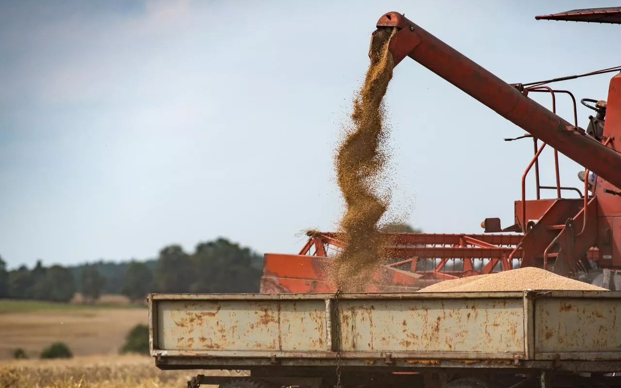 Strumień zboża wysypywany z rury rozładunkowej do naczepy ciężarówki na polu w trakcie żniw. Widoczny fragment starego kombajnu i zardzewiała burta przyczepy.