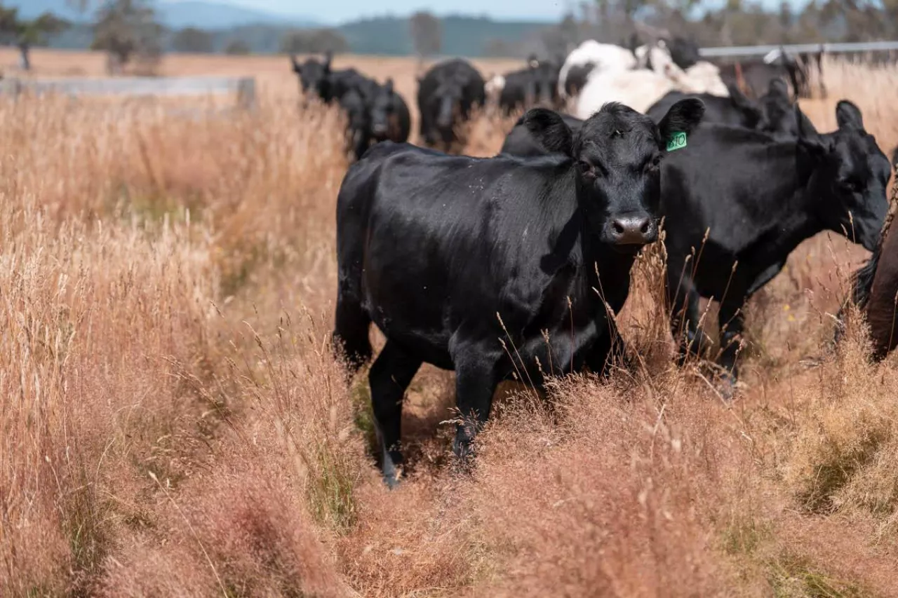 Czarna krowa rasy mięsnej Angus z widocznym kolczykiem, wypasana na suchym pastwisku. Zdjęcie ilustracyjne do tematu konkurencji między USA a UE w sektorze mięsnym.
