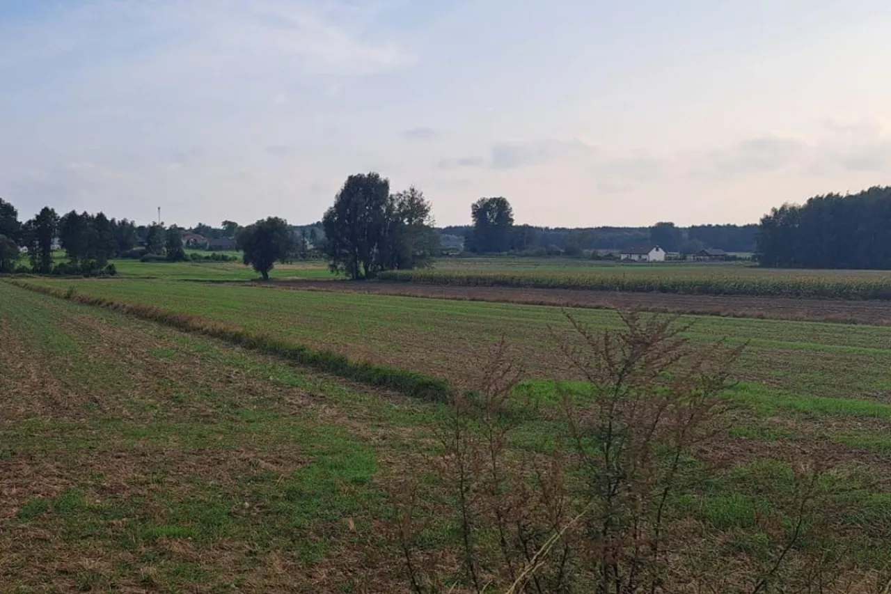 małe gospodarstwo, pole