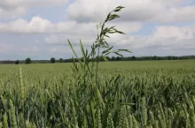 stokłosa w pszenicy