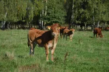 dobrostan zwierząt, pastwisko, odsadki, limousine