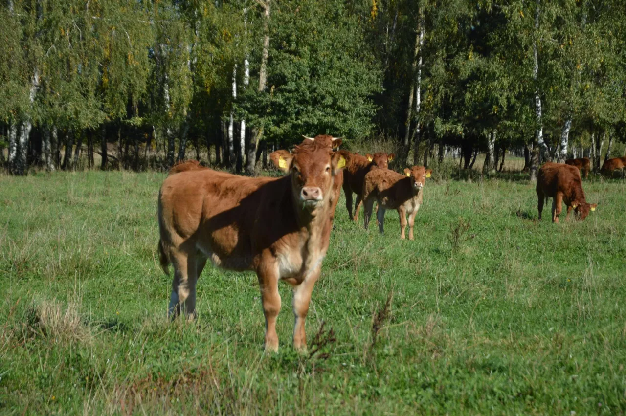 dobrostan zwierząt, pastwisko, odsadki, limousine