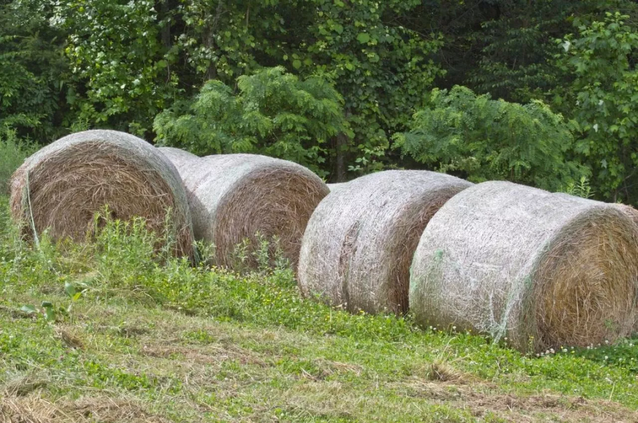 siatka rolnicza utylizacja