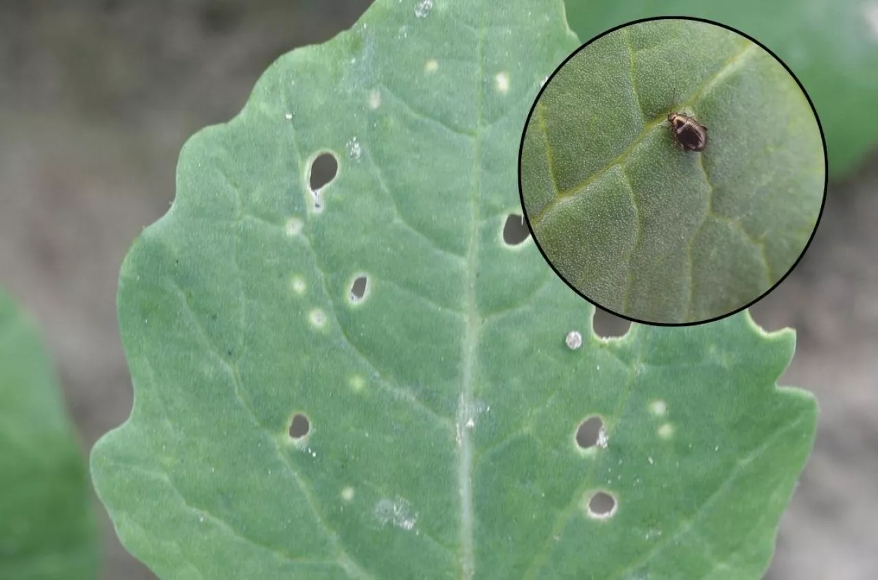 pchełka, rzepak, szkodniki rzepaku