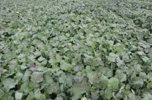 Jesień, rzepak, regulacja rzepaku