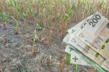 Dużo niższe dopłaty dla rolników. ”Odszkodowanie nie pokryje strat”