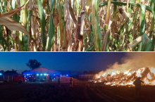 Złote kolby w kukurydzy, potem pożar siana. Atak na rolnika z Kujaw