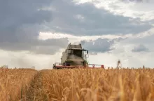 Kombajn zbożowy podczas zbioru pszenicy