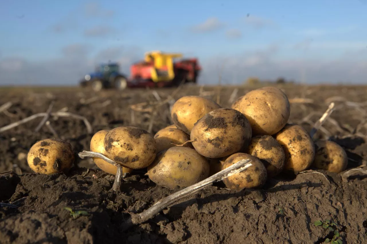 ziemniaki zbiór 