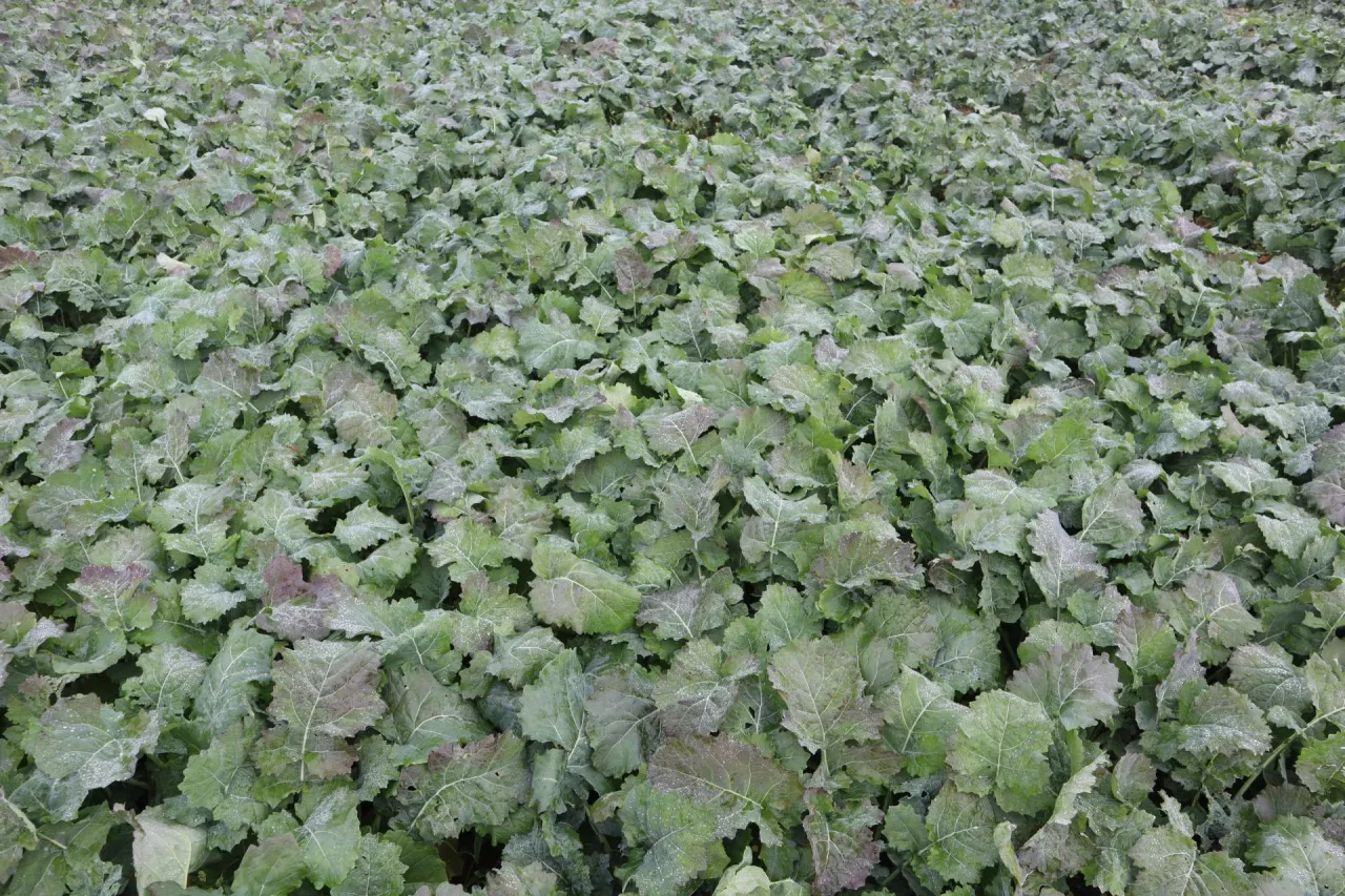 Jesień, rzepak, regulacja rzepaku