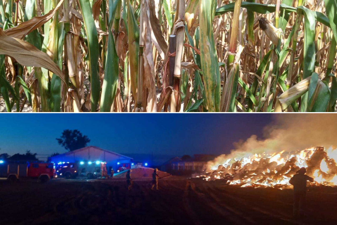 Złote kolby w kukurydzy, potem pożar siana. Atak na rolnika z Kujaw