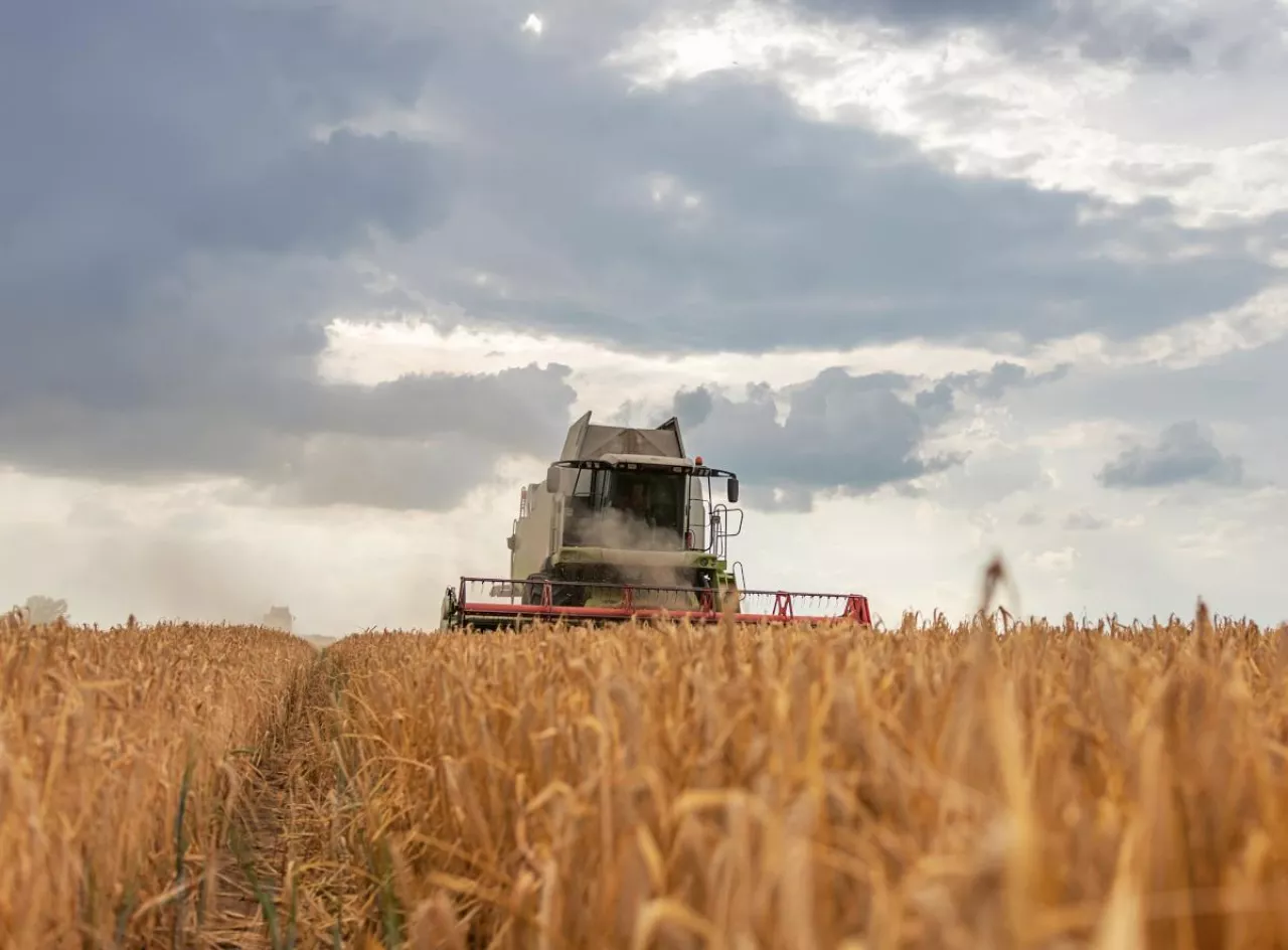 Kombajn zbożowy podczas zbioru pszenicy
