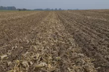 ściernisko po kukurydzy