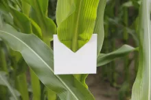 zawieszka z kruszynkiem w kukurydzy ochrona biologiczna