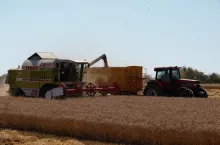 Ceny zbóż i rzepaku w Twoim telefonie. Rusza ”Żniwne Pogotowie Cenowe”