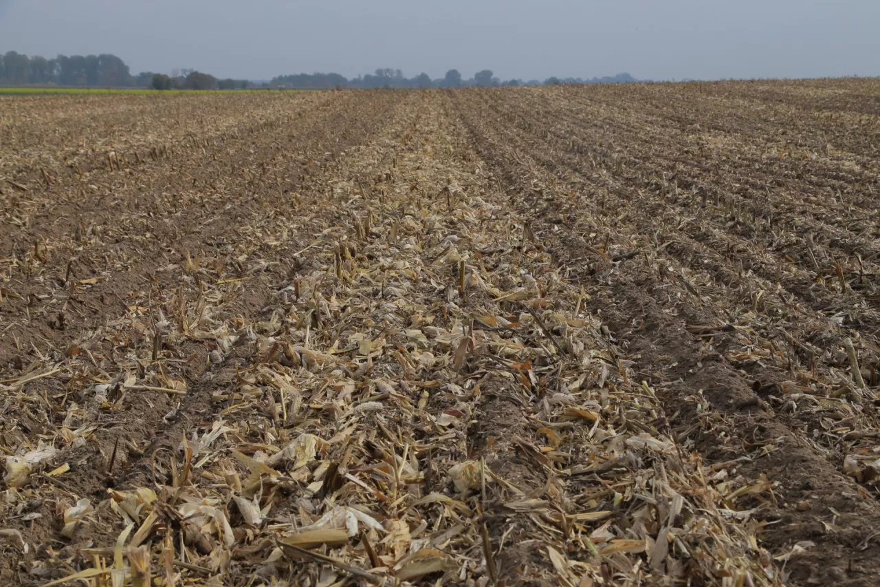 ściernisko po kukurydzy