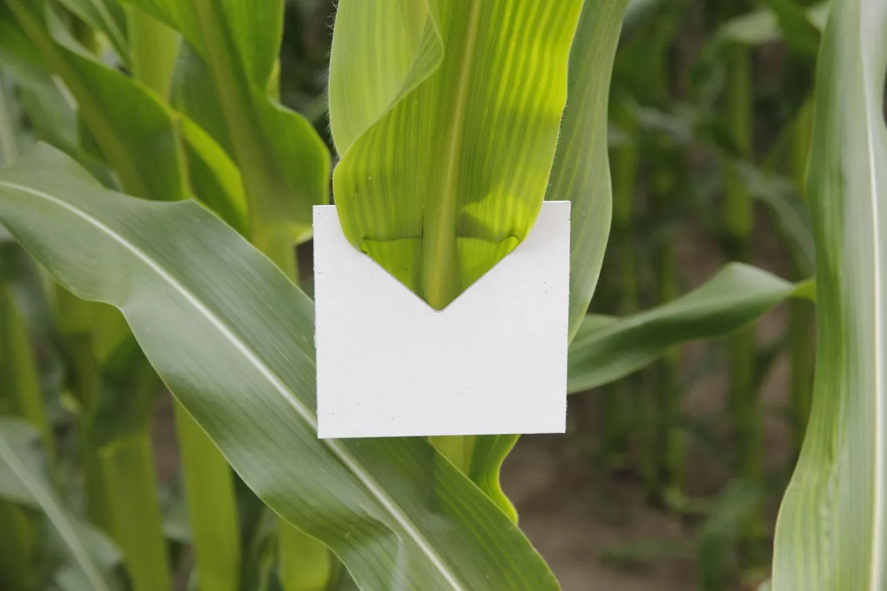 zawieszka z kruszynkiem w kukurydzy ochrona biologiczna