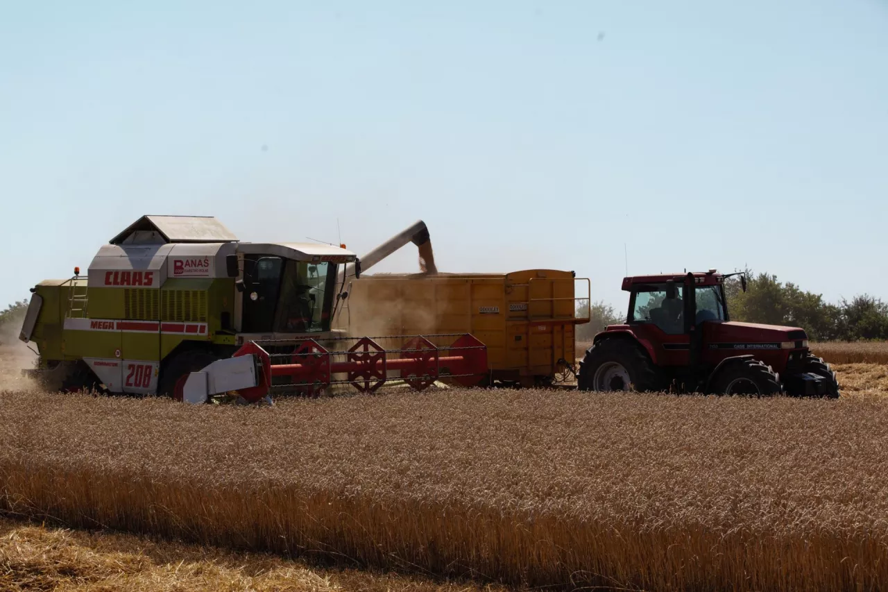Ceny zbóż i rzepaku w Twoim telefonie. Rusza ”Żniwne Pogotowie Cenowe”