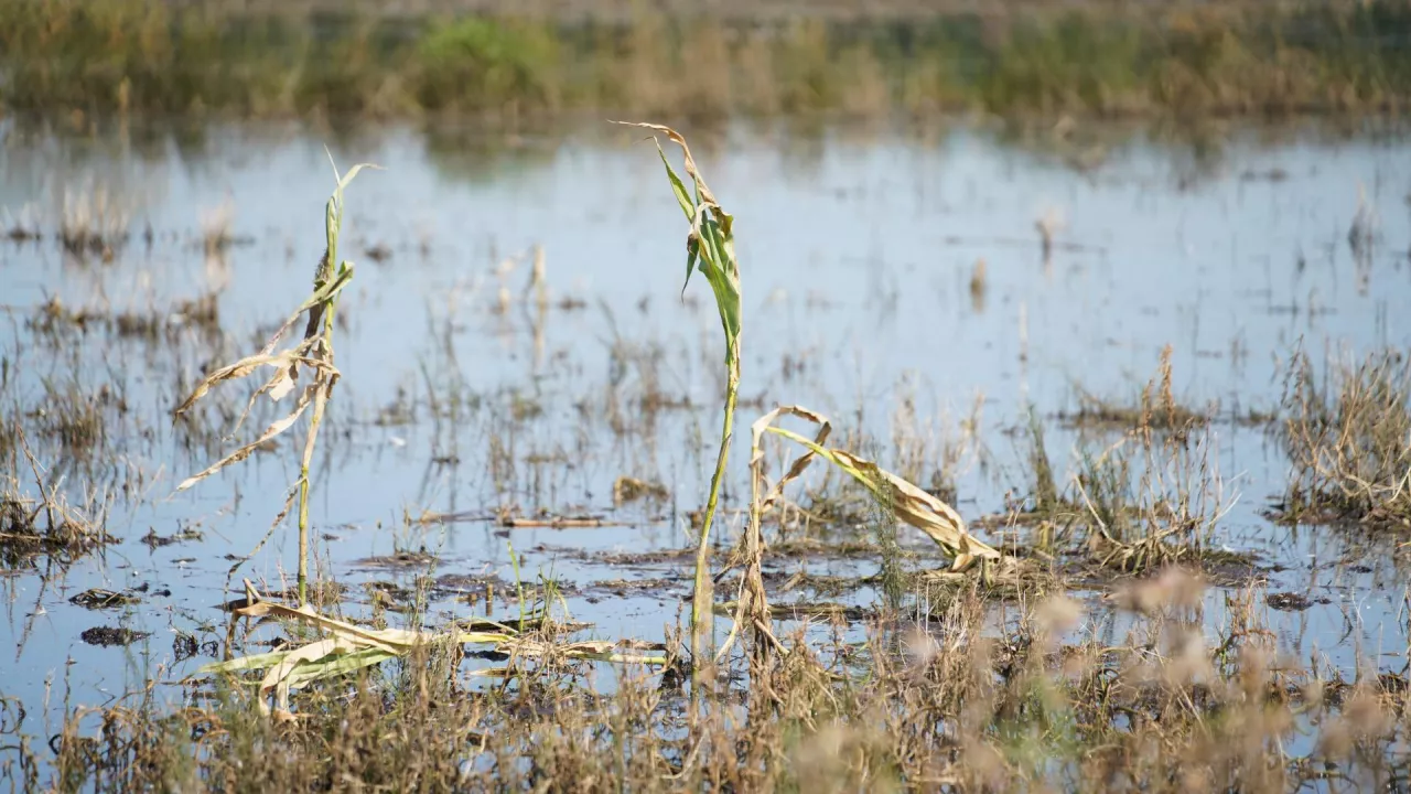 Żuławy, zalane pola na Żuławach
