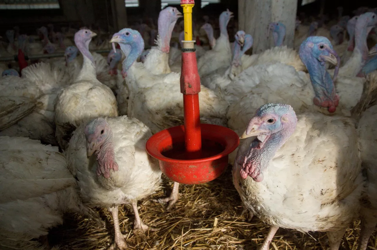 Indyki na fermie drobiu